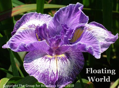 Floating World (3)